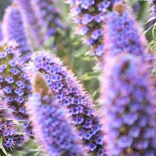 The programs featured image