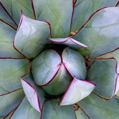 The programs featured image